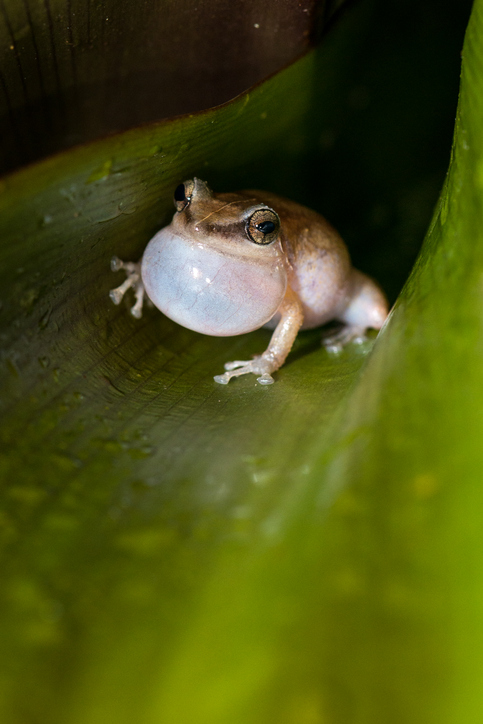 Coqui - Coqui Frog Removal Big Island